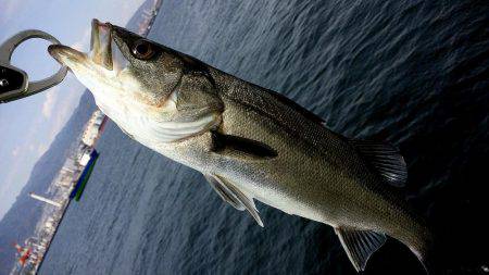 神戸突堤シーバス7本